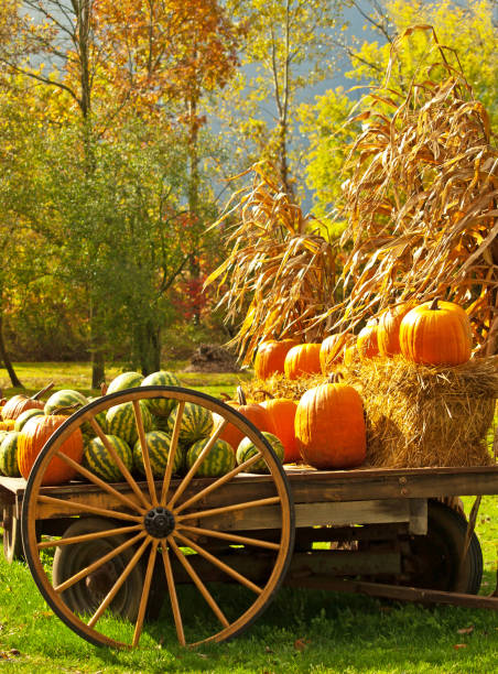 istock wagon with pumkins and gourds 1465501281