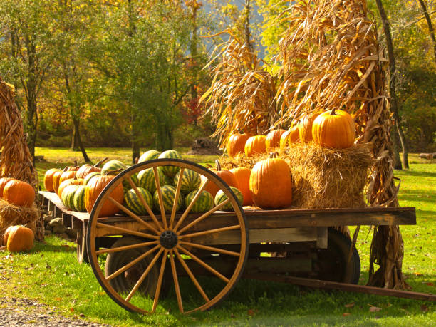 istock wagon with pumkins and gourds 1465501283