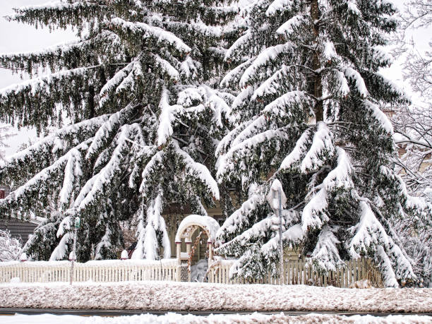 istock Home hidden by snow covered Fir Trees 1465501294