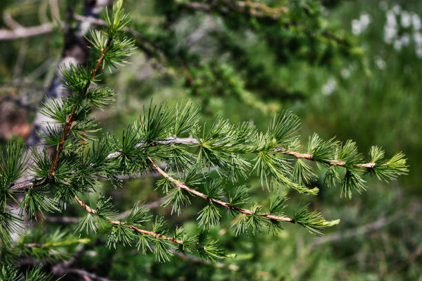 istock The branch of a pine 1465501317
