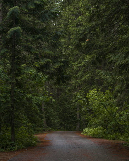 istock Vertical shot of a narrow pathway surrounded by trees and greenery 1465501503