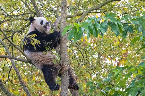 A giant panda climbing in a tree, eating leaves in autumn