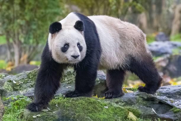 istock A giant panda walking, portrait 1465501577