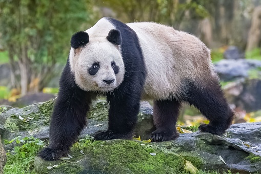 Lisbon, Portugal - November 19, 2022: A street artist performs as a panda bear at the Praça do Comércio square in Lisbon downtown.