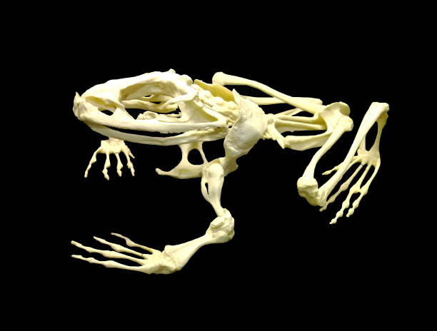istock skeleton of a common frog 1465502240