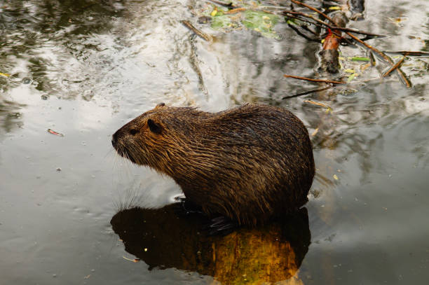 istock A coypu is reflected in the water of the Nidda river. 1465502912