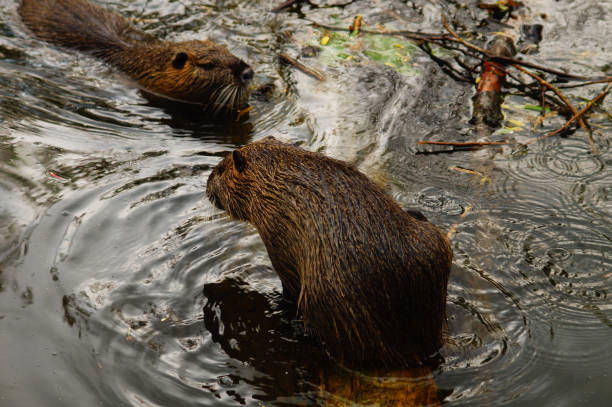 istock Coypus at Nidda river in Frankfurt 1465502915