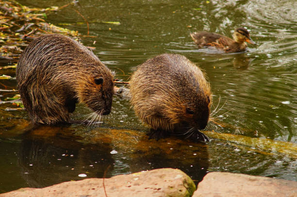 istock Two Coypus grooming while a young duck swims by. 1465502917