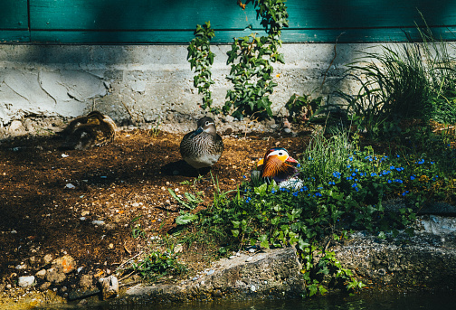 A closeup shot of ducklings in a yard with green plants on a sunny day
