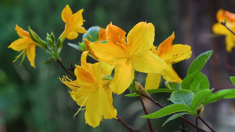 beautiful yellow azalea flowers in a garden in spring. close-up