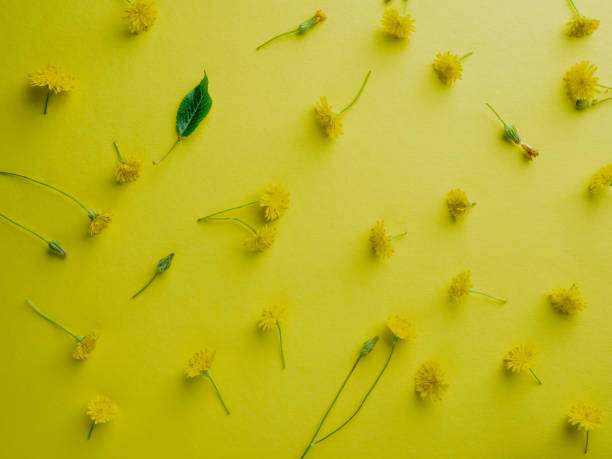 istock Bright yellow background with small flowers 1465504244