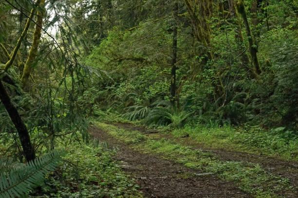 istock Typical rainforest scenery with fresh greenery in Del Norte County, California 1465504285
