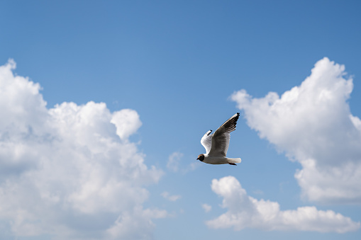 Single flying seagull in dramatic sky in Florida
