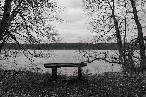 A grayscale shot of a bench on the shore surrounded by bare trees