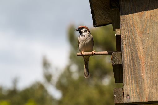 A sparrow perched on a wooden birdhouse