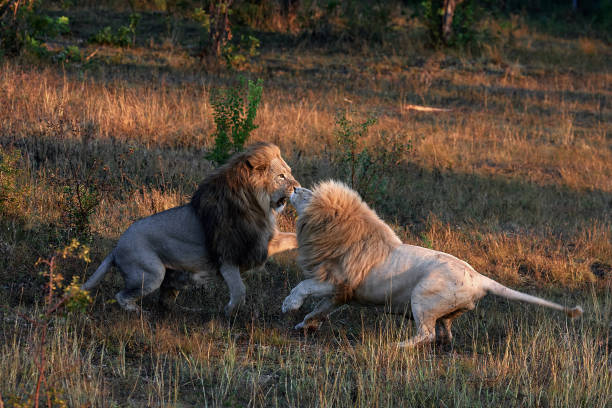 os leões lutam pela liderança. batalha dos machos - lions tooth - fotografias e filmes do acervo