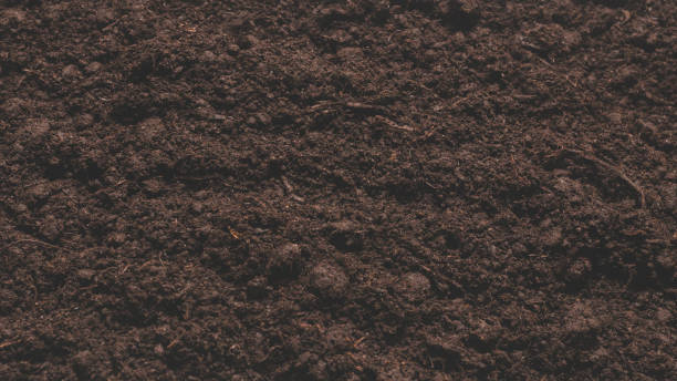 istock Black land for plant background. 1465505989
