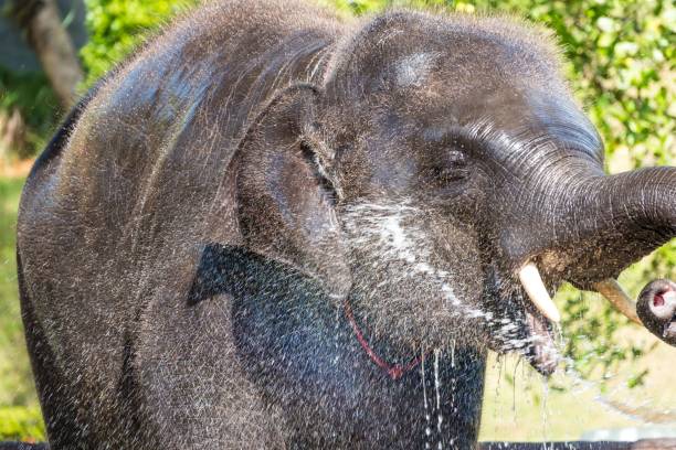 istock Baby elephant taking mid-day shower. 1465506112