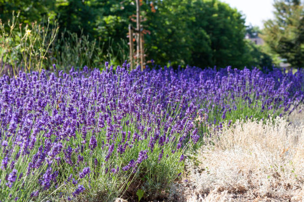 istock Lavender flowers in a field 1465506488