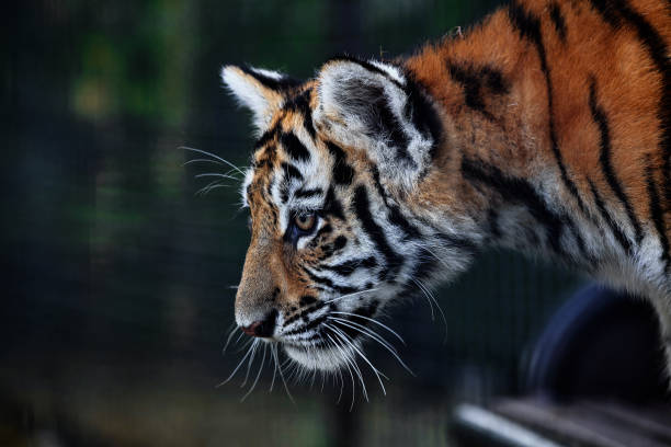 istock Little tiger cub playing. young Tiger 1465506507