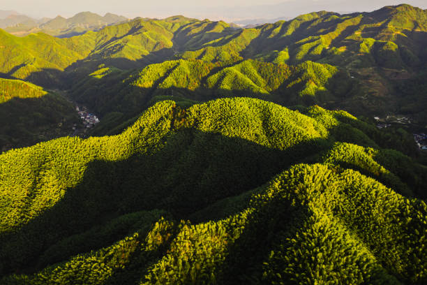 istock The wave of bamboo 1465506703