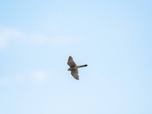 istock Low angle of a Eurasian Kestrel (Falco tinnunculus) hovering in the sky 1465506803
