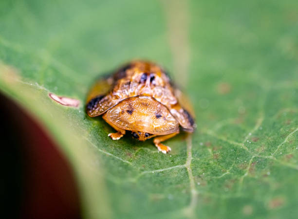 istock Closeup of a Tortoise beetle (Laccoptera nepalensis) on the leaf 1465506862