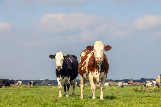 istock Two cows, couple looking at camera, multi color black and red, in a green field under a blue sky and horizon over land 1465506870