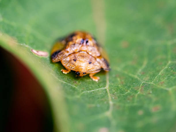 istock Closeup of a Tortoise beetle (Laccoptera nepalensis) on the leaf 1465506888