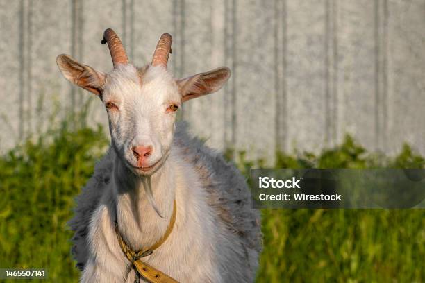Closeup Of A Tethered Goat On Green Summer Meadow Stock Photo - Download Image Now - Agricultural Field, Agriculture, Animal