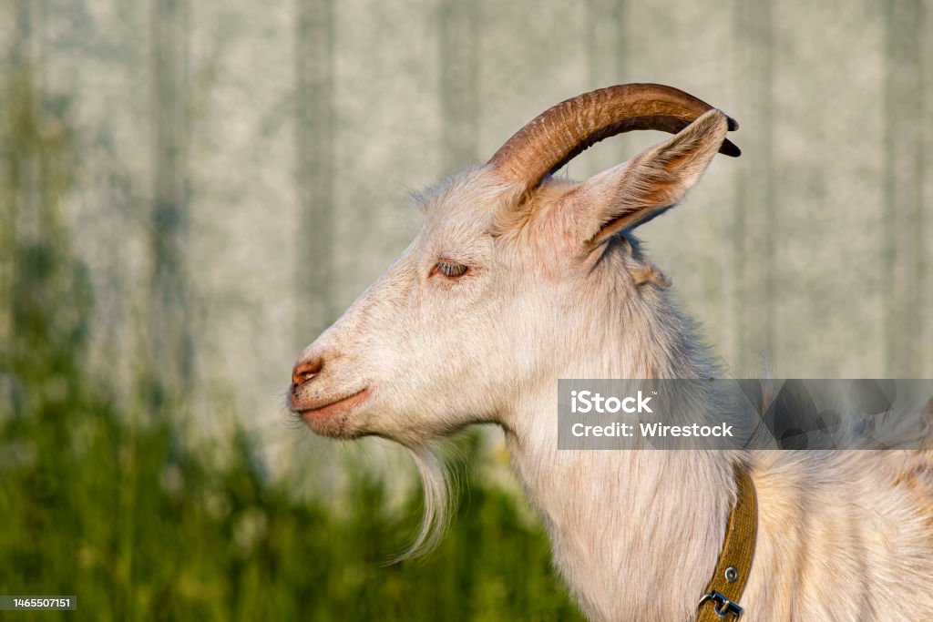 Side profile of a tethered goat at a farm against a blurry fence The side profile of a tethered goat at a farm against a blurry fence Agricultural Field Stock Photo