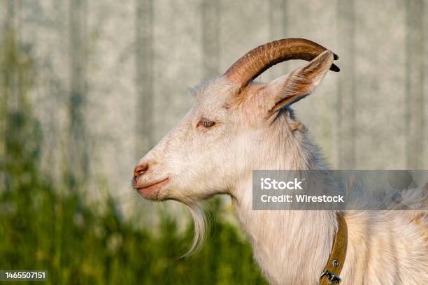 Side Profile Of A Tethered Goat At A Farm Against A Blurry Fence Stock Photo - Download Image Now