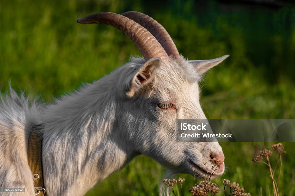 Side profile of a tethered goat at a field against a blurry greenery The side profile of a tethered goat at a field against a blurry greenery Agricultural Field Stock Photo