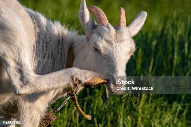 Tethered Goat At A Field Against A Blurry Greenery Stock Photo - Download Image Now - Agricultural Field, Agriculture, Animal