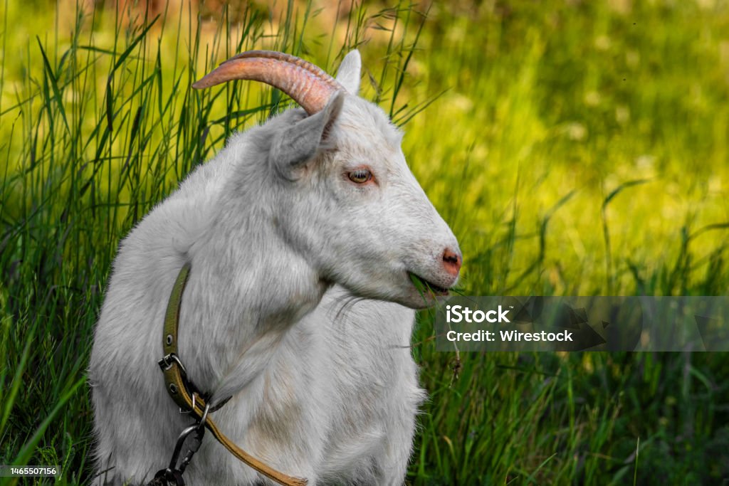 Tethered goat at a field against a blurry greenery A tethered goat at a field against a blurry greenery Agricultural Field Stock Photo