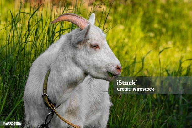 Tethered Goat At A Field Against A Blurry Greenery Stock Photo - Download Image Now - Agricultural Field, Agriculture, Animal
