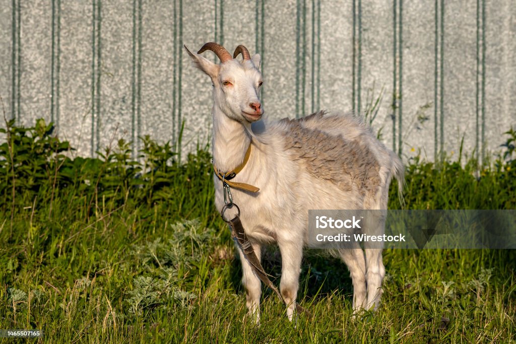 Closeup of a white tethered goat against a fence at a farm A closeup of a white tethered goat against a fence at a farm Agricultural Field Stock Photo