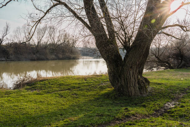 baum am rande des flusses - treelined forest at the edge of scenics stock-fotos und bilder