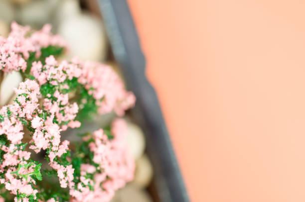 decorative miniature flowering plants in a vase close up with copy space