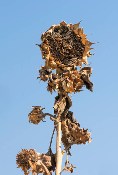 istock Dry Sunflower head without seeds 1465507963