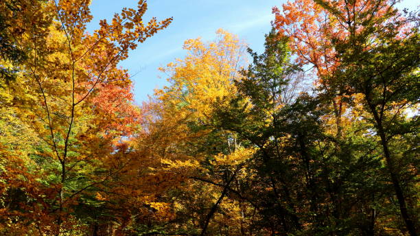 istock Beautiful autumn landscape on a sunny day. 1465508012