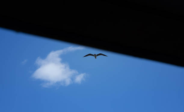 istock A small black bird against a bright blue sky. 1465508248