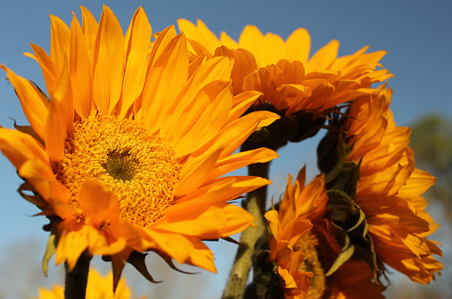 A closeup shot of  beautiful, yellow sunflowers under the sun