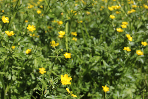 A Field of Texas Wildflower Yellow Buttercup Ranunculus bulbosus - Bulbous Buttercup