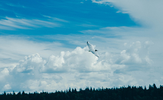 Beautiful shots of a seagull flying in the sky
