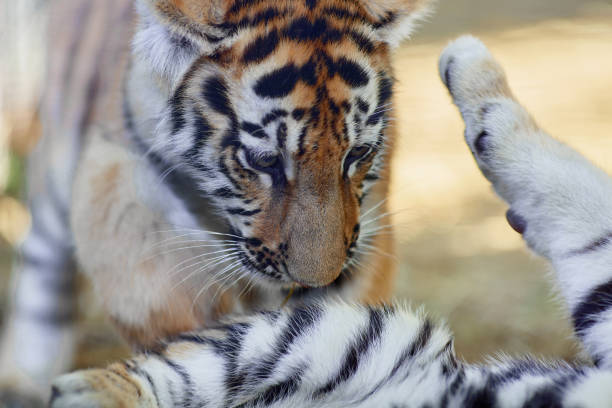 istock Little tiger cub playing. young Tiger 1465508372