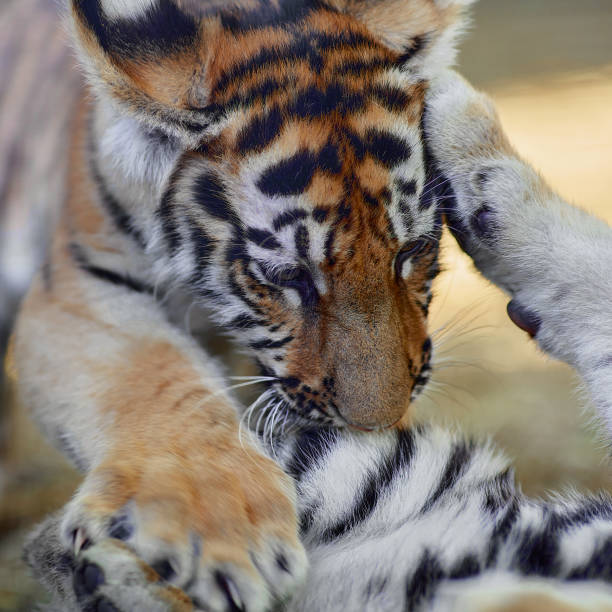 istock Little tiger cub playing. young Tiger 1465508384