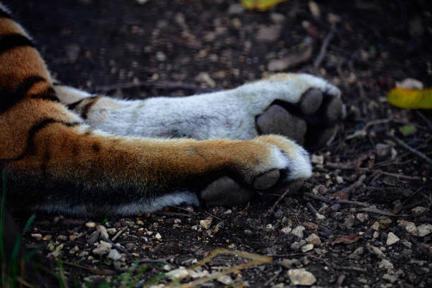 istock Tiger paw close-up. Big cat paws 1465508439