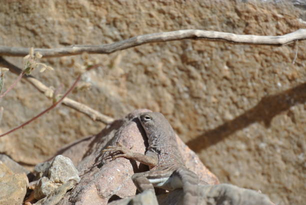 istock Grey lizard on stones in a nature 1465509669