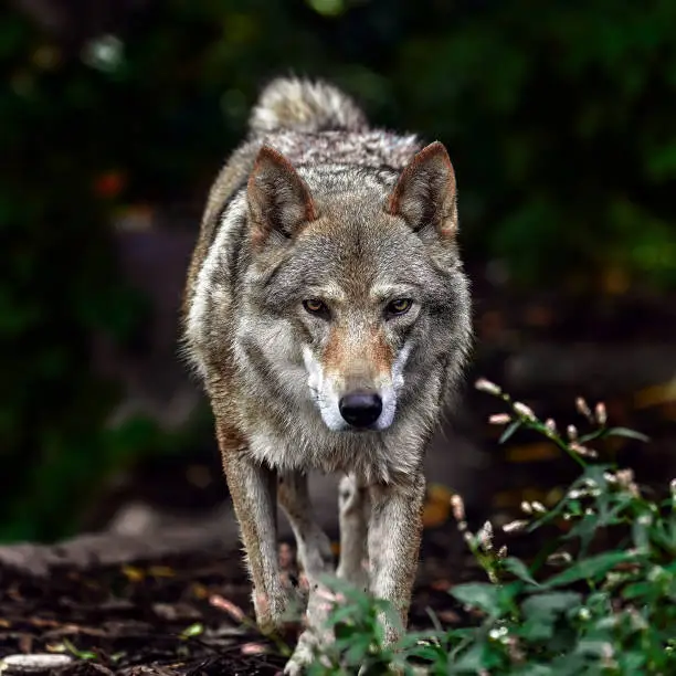 Portrait of a grey wolf Canis Lupus, a close-up photo of a predator.